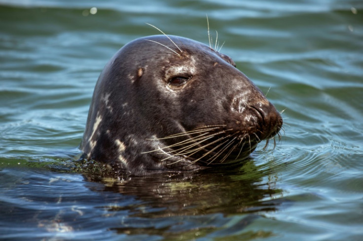 Seals are rebounding in Cape Cod -- and so too are their predators, great white sharks