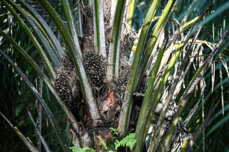 Palm oil is a controversial commodity, blamed by environmentalists for fuelling the destruction of rainforest in Malaysia and Indonesia, which together produce 85 percent of global output