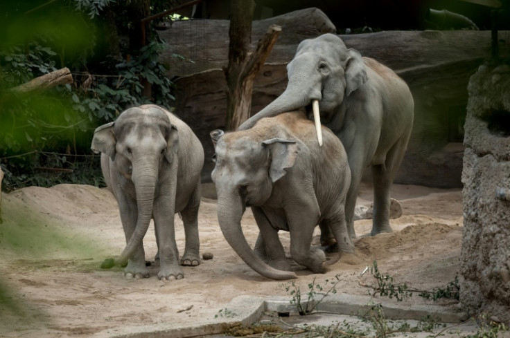 The herpesvirus leaves young Asian elephants with internal bleeding and organ failure