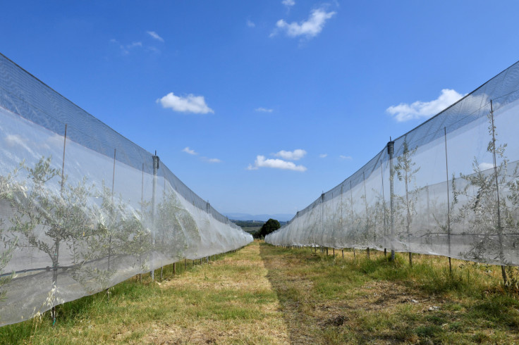 Tuscany's famed wine and olive oil industry suffers from heatwave