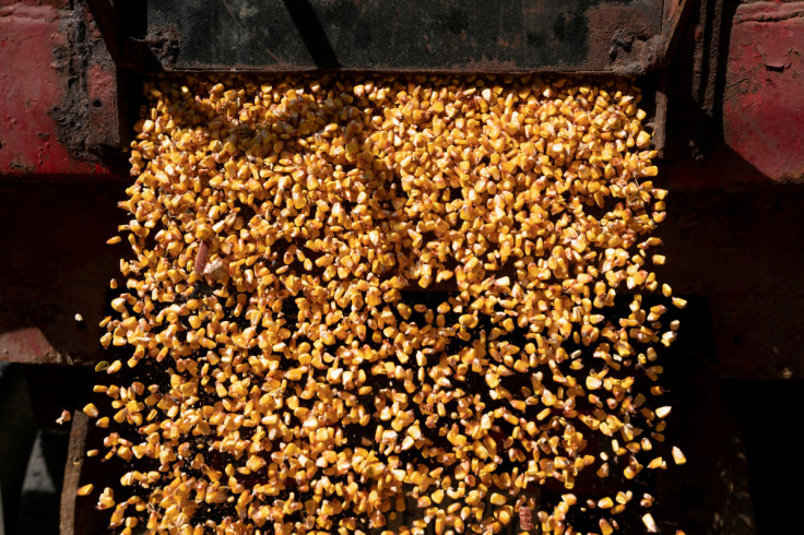 A load of corn is poured from a truck into a grain silo in Ohio