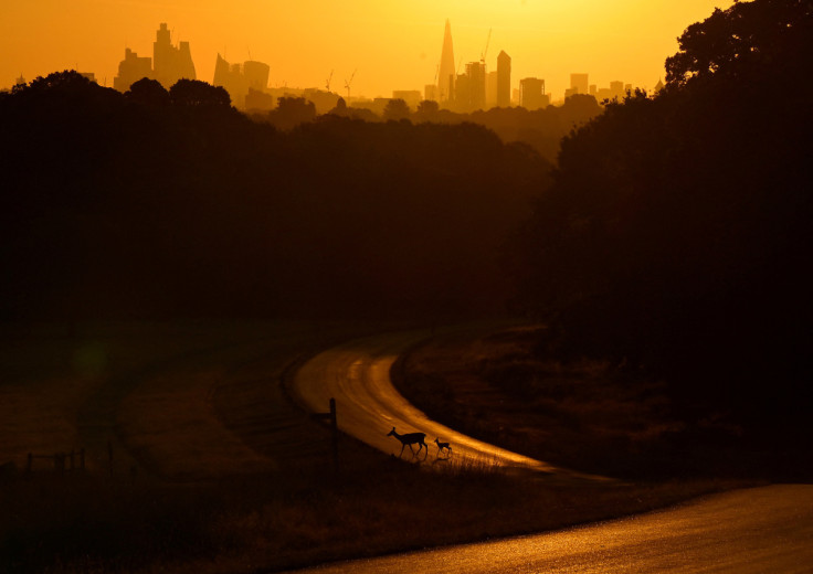 Sunrise above London skyline as second heatwave is predicted for parts of the country, in Richmond Park, London