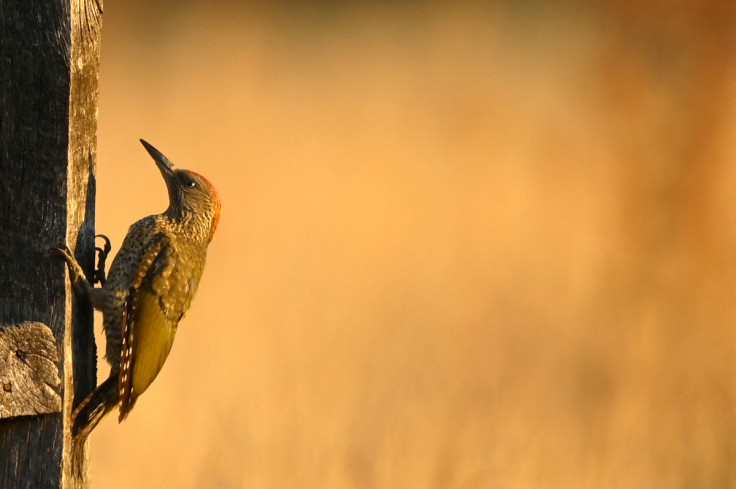 A woodpecker searches for food  as second heatwave is predicted for parts of the country, Richmond Park, London