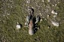 The shell of a dead American Crayfish lies on the dried riverbed of the Infant River Thames in Ashton Keynes