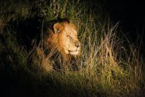 A large African male lion in a game reserve at night.