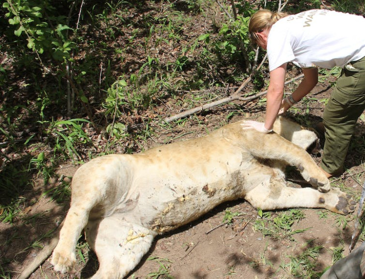  The author examining a lion poisoned by local people after it killed livestock.