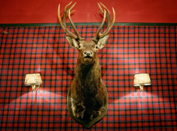  A deer adorning a British pub wall.