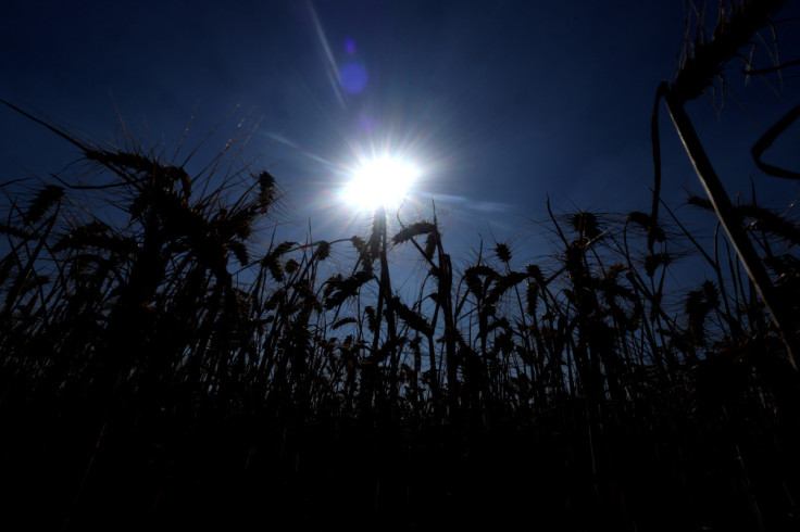 Crops in a field during the heatwave