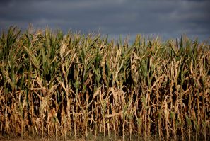 A field of corn is seen in Schnersheim near Strasbourg