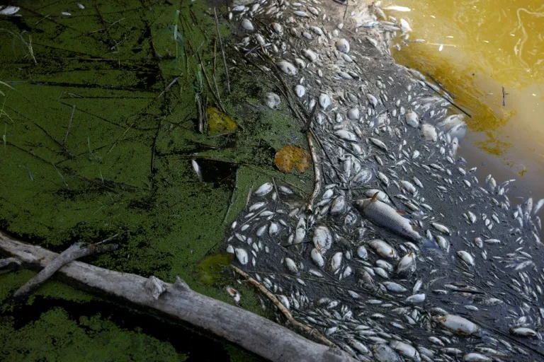 Polish firemen pull tonnes of dead fish from Oder river - Vimarsana News