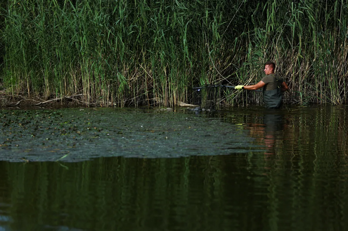 Over 100 tonnes of dead fish found in Europe's Oder River - Vimarsana News