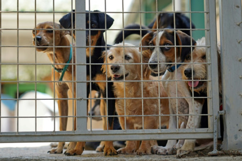 Dogs wait to be adopted at a shelter belonging to the animal welfare organisation SIMBA Animal Aid Cyprus in Kokkinotrimithia, some 20 kilometres away from the capital Nicosia