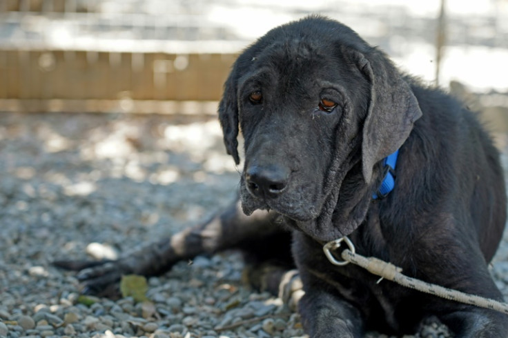 Volunteers say Cyprus dog shelters are also packed as a result of complications caused by the exit of Britain, a top destination for pet adoptions, from the European Union