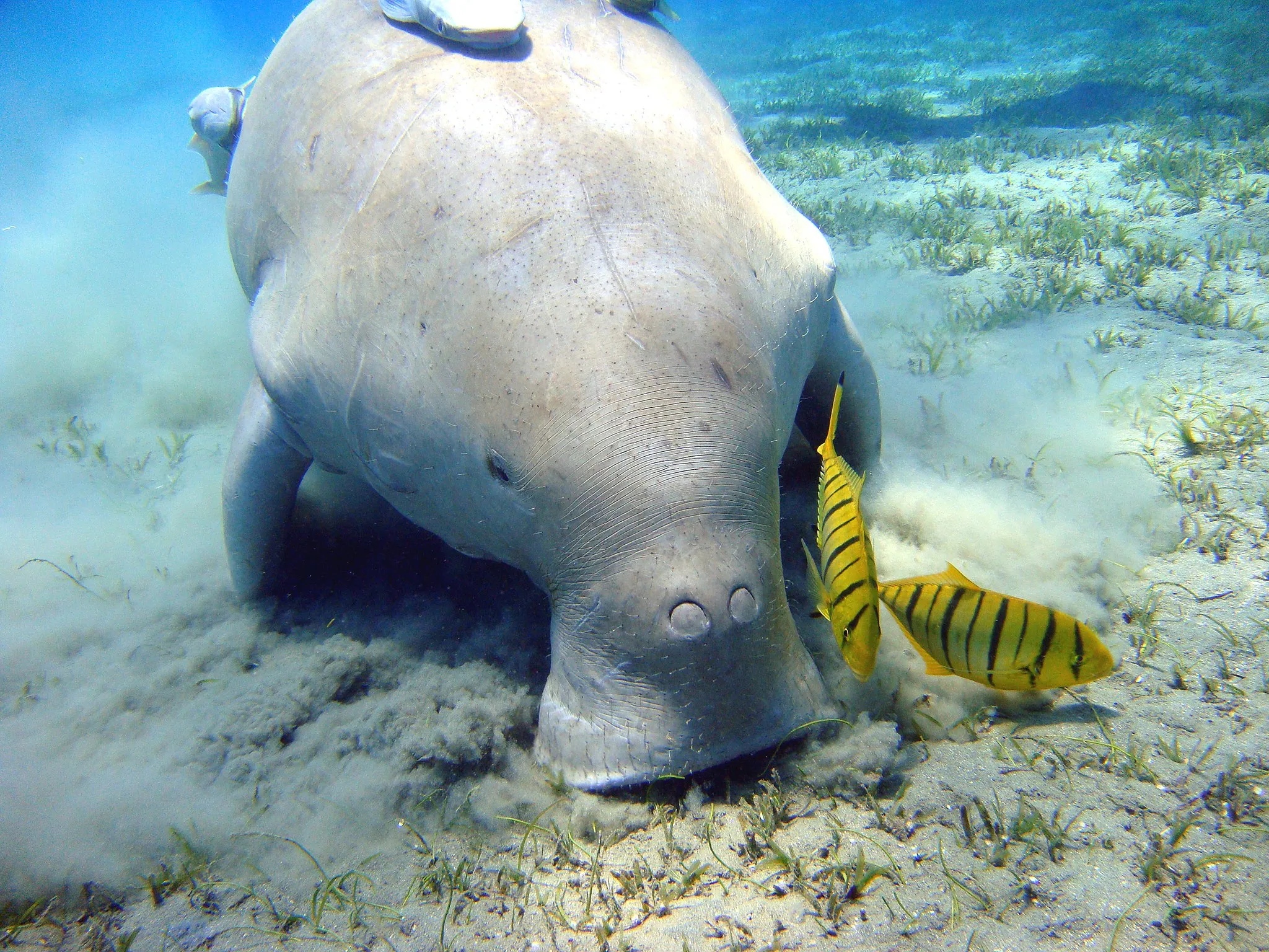 'Mermaid' dugong declared functionally extinct in China - Vimarsana News