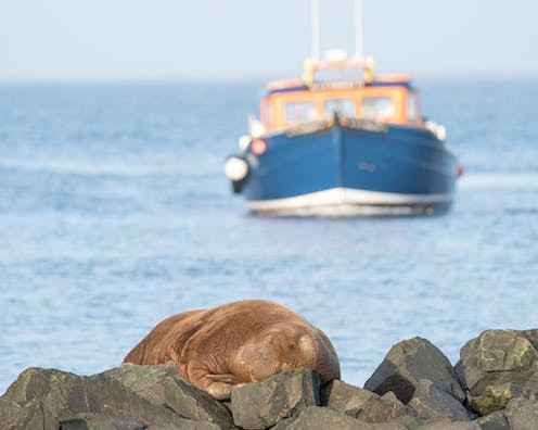 Freya the walrus was killed in Oslo after officials decided she posed a threat to humans.
