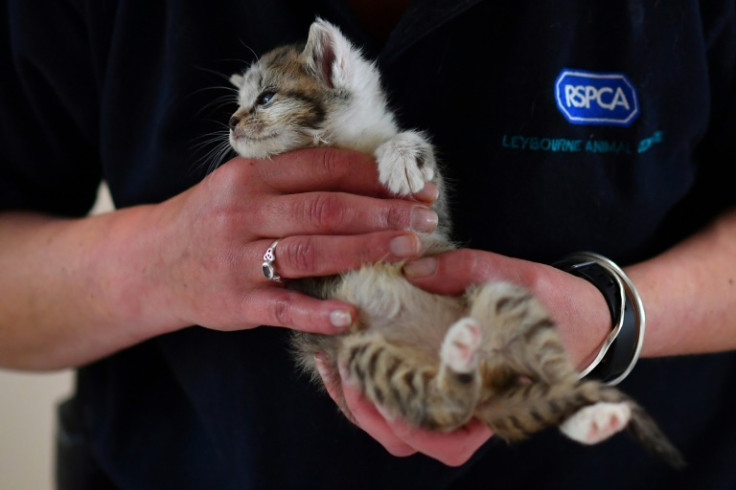 The charity blamed the increasing cost of living that was stretching pet owners' finances