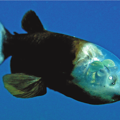 Barreleye fish
