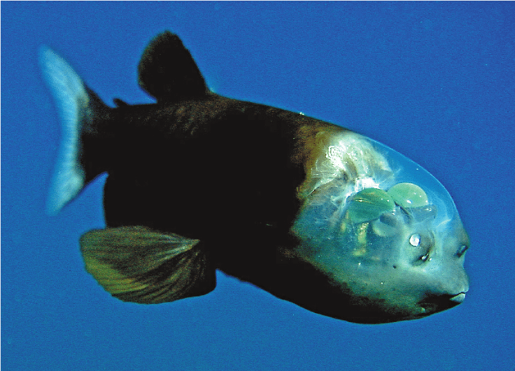 Barreleye fish