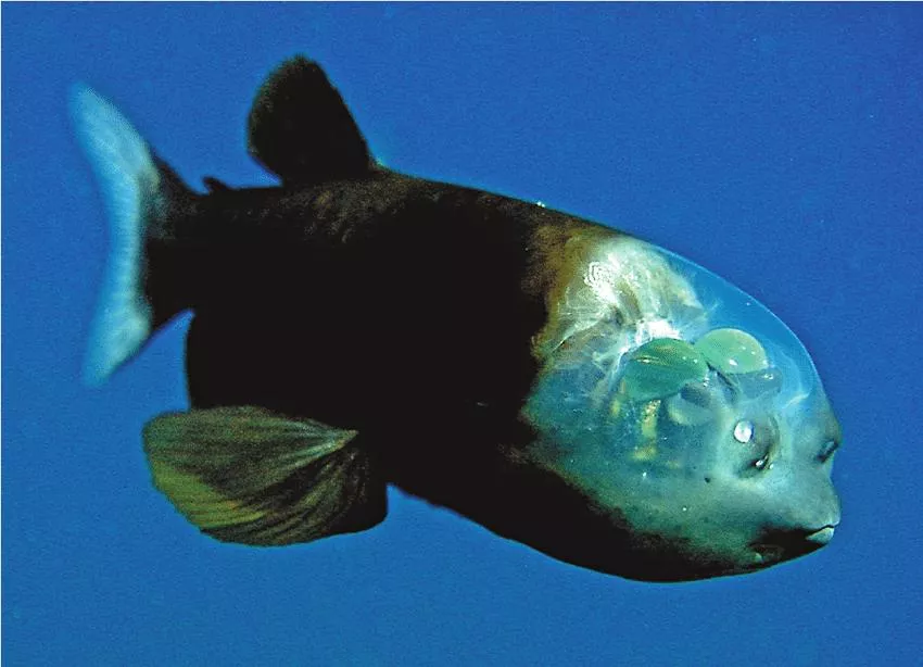Rare fish with transparent head spotted by researchers in deep sea - Vimarsana News