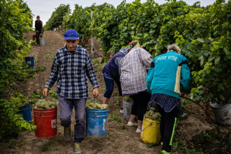 The harvests bring a welcome source of income for those who have stayed put