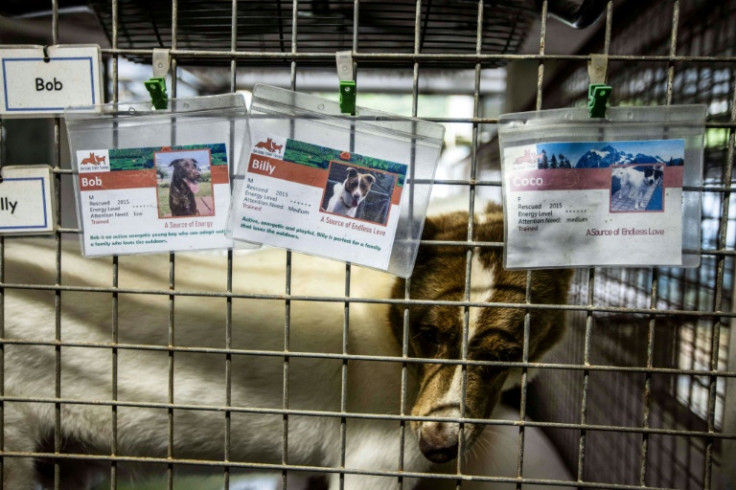 The names of dogs available for adoption are displayed on a cage at Sai Kung Stray Friends (SKSF) in Hong Kong