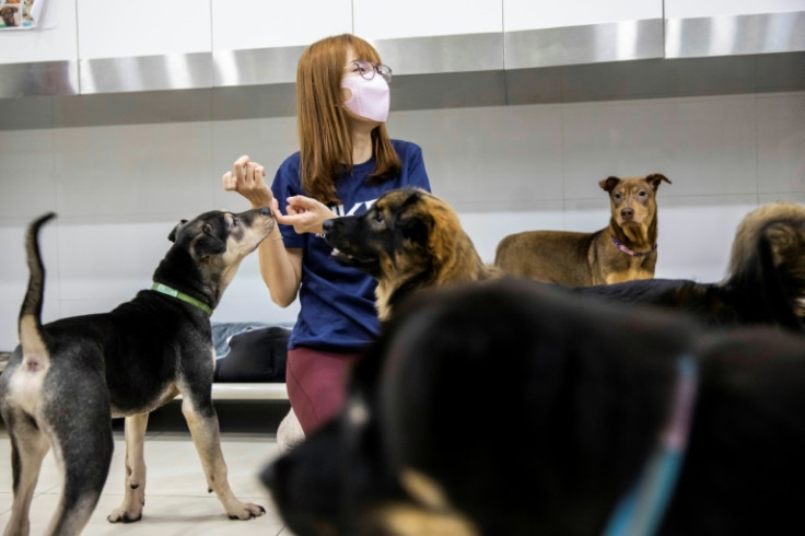 Eva Sit of Hong Kong Dog Rescue (HKDR) plays with dogs at one of their shelters in Hong Kong