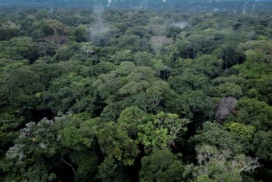 Researchers say the Congo Basin's rainforest sequesters more greenhouse gases than it emits