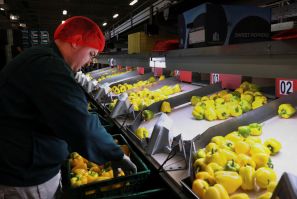 An employee sorts peppers in the packaging area of ​​a greenhouse in Grubbenvorst