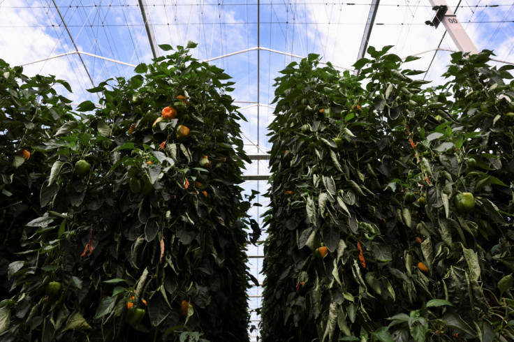 Peppers are seen at a greenhouse in Grubbenvorst