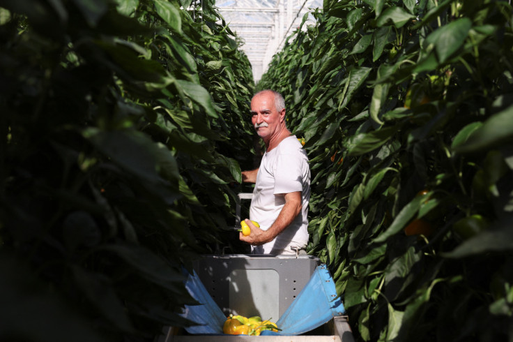 An employee picks peppers at a greenhouse in Grubbenvorst