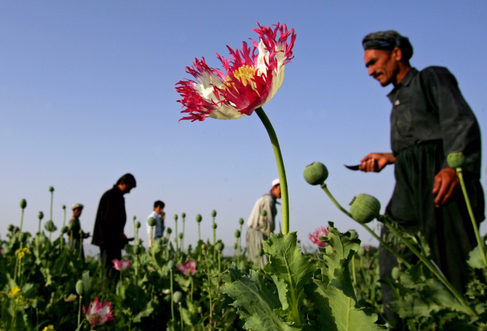 Afghan poppy farmers Afghan poppy farmers