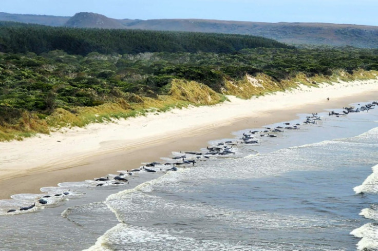 Tasmania whales