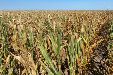 Corn struggles with drought in Nance County, Nebraska