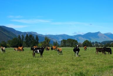 Cattle feed in a field in Golden Bay, South Island, New Zealand