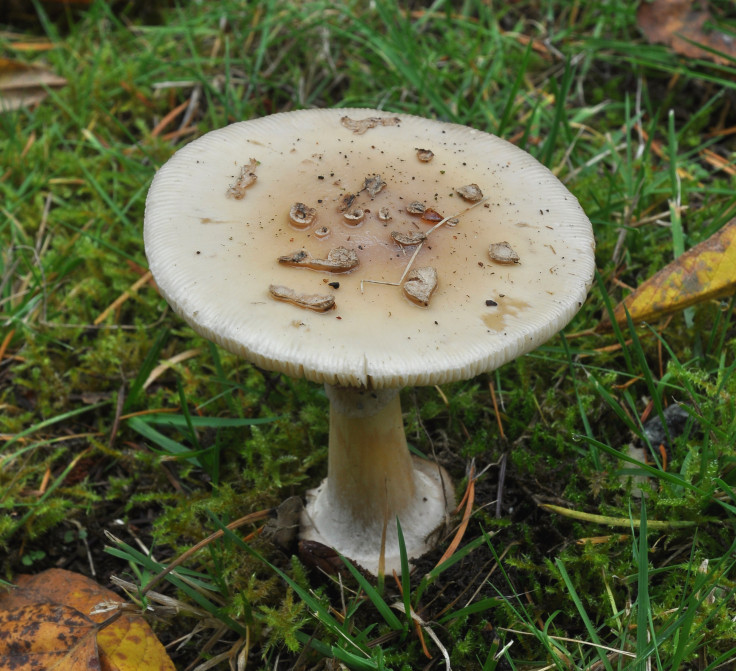 Death cap mushroom