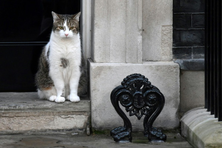 Prime ministers may come and go but Larry the Downing Street cat is a permanent fixture in British political life