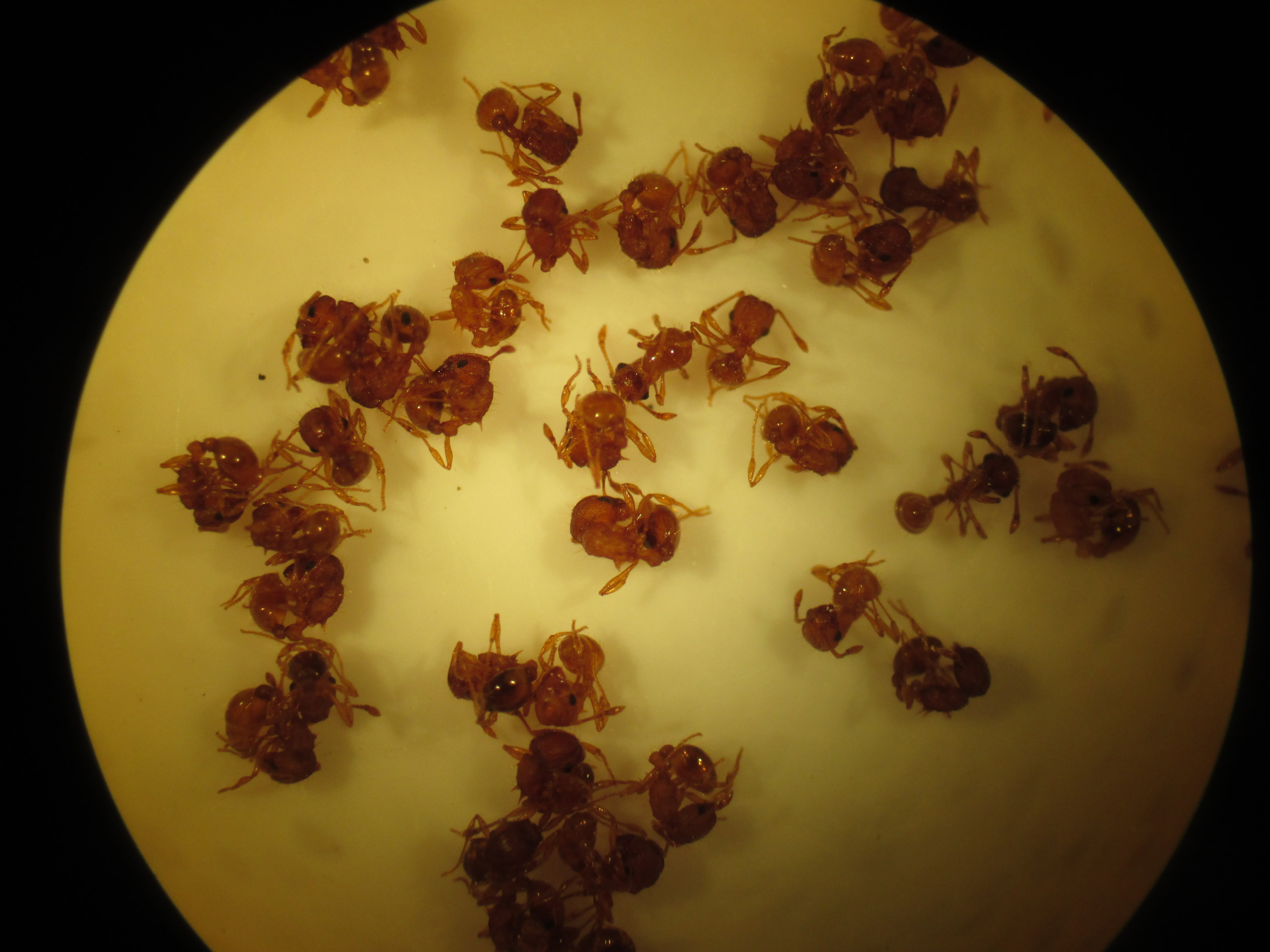 Des «fourmis de feu» dangereuses pouvant causer la cécité chez les animaux de compagnie découvertes en France pour la première fois