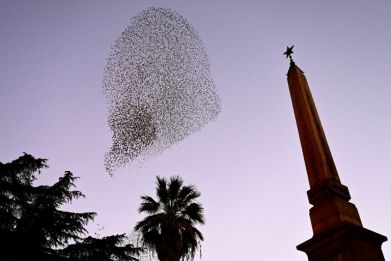 A murmuration of starlings in the sky over Rome