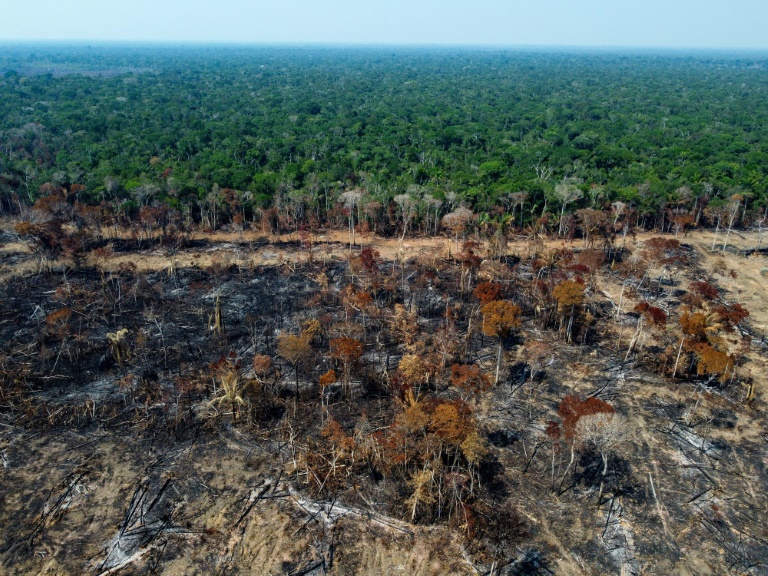 EU agrees ban on imports driving deforestation | IBTimes UK