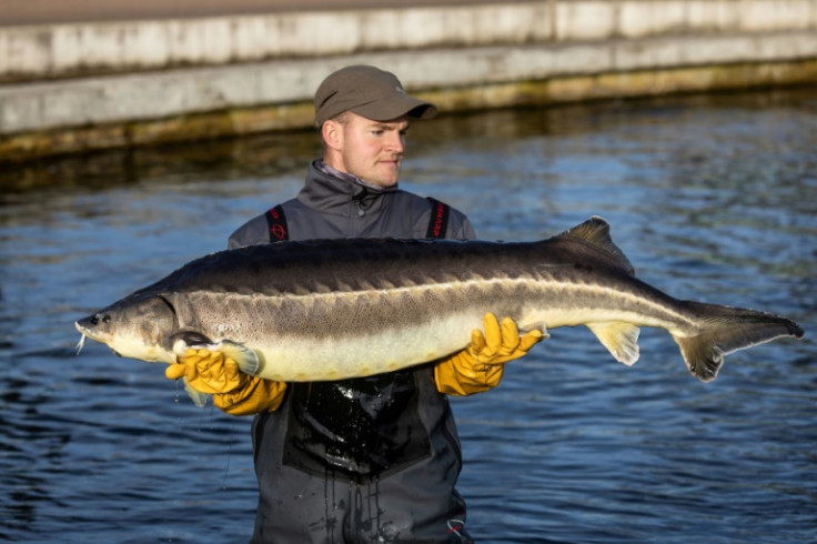 A mature female sturgeon can grow to more than a metre (three feet) in length