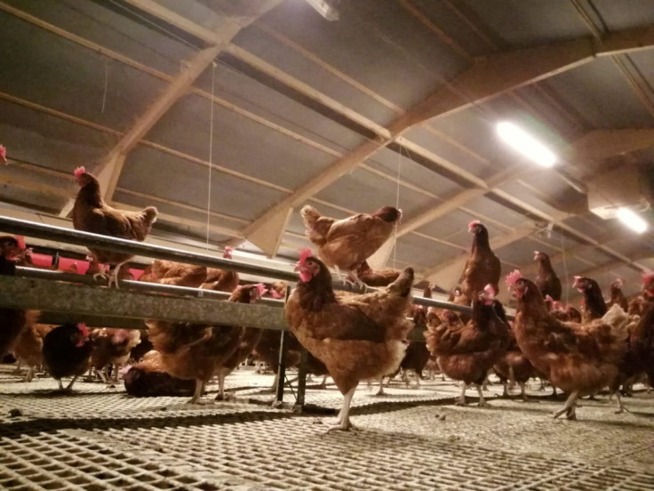 Free range hens under cover at Frank Thompstone's Anslow Eggs farm, in Burton-on-Trent