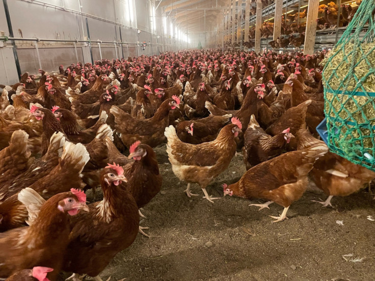 Free range hens under cover at Daniel Brown's family farm at Bury St Edmunds