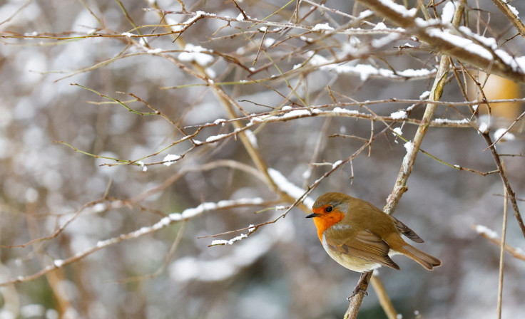 A robin sits on a snowy branch as cold weather continues