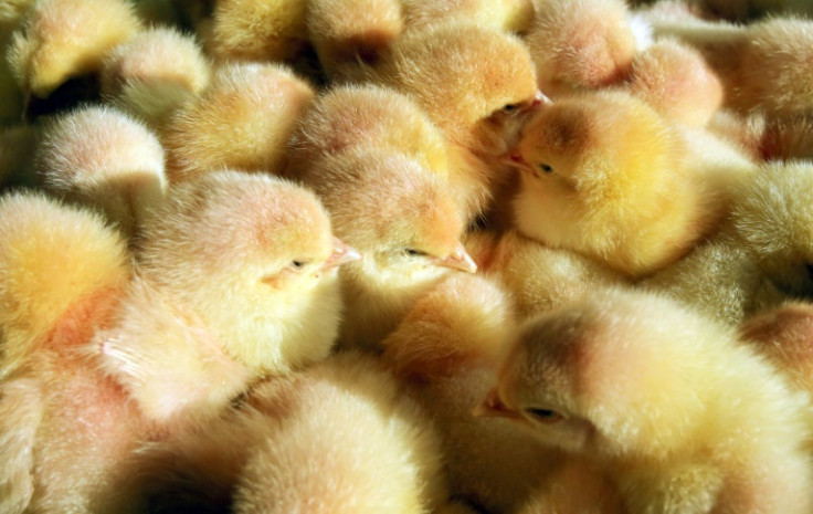 Last June, 18 European NGOs formed a coalition demanding the end of chick and duck culling