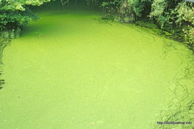 Algae bloom in a small farm pond 