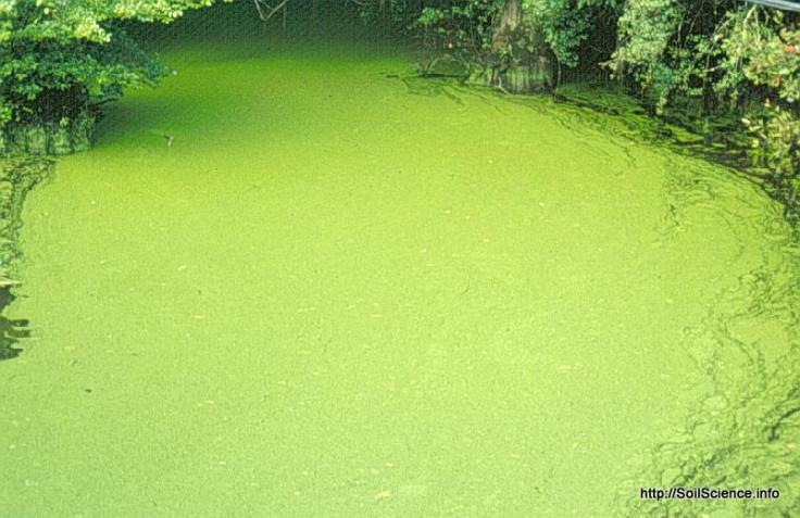 Algae bloom in a small farm pond 