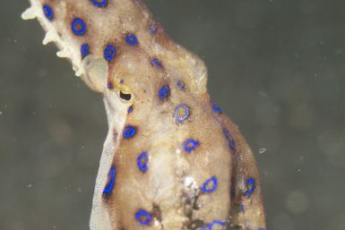 Blue ringer octopus