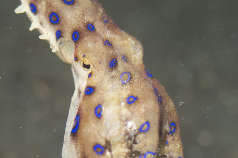 Blue ringer octopus