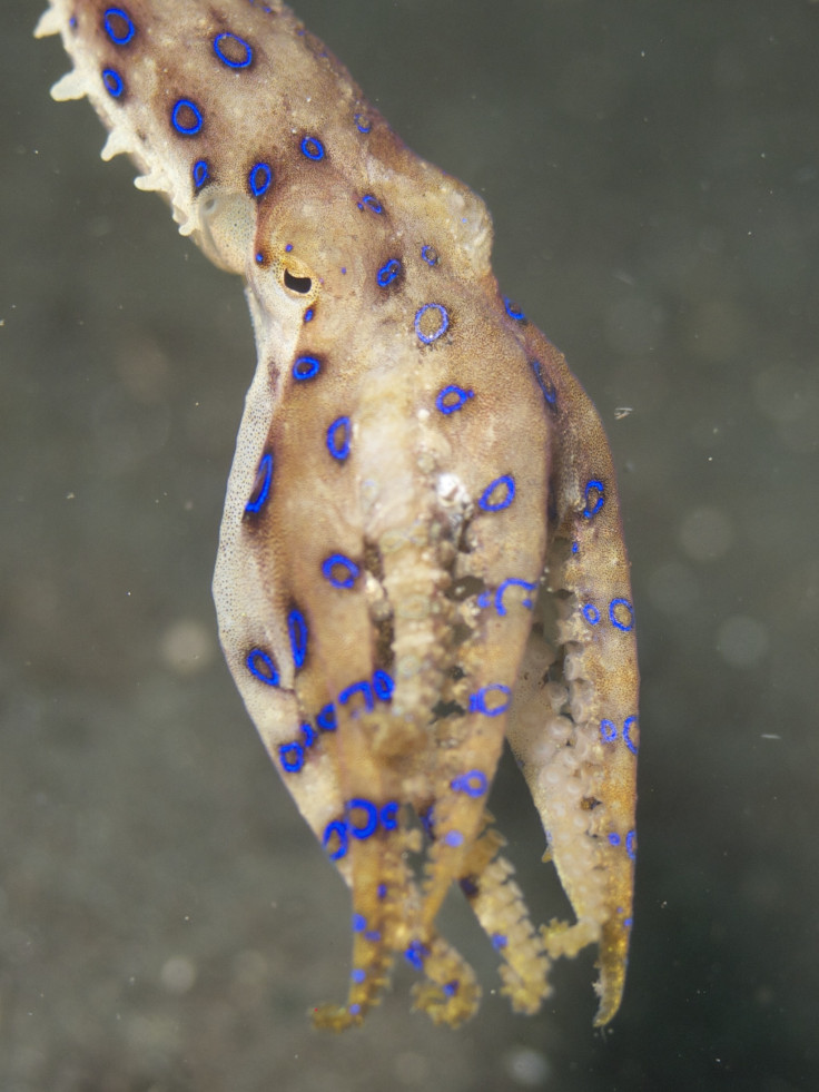 Blue ringer octopus
