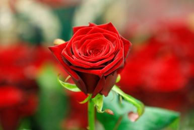 A red rose is displayed on a stall at New Covent Garden Market a day before Valentine's Day, London
